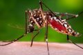 Nguy cơ bùng phát dịch bệnh nếu không diệt muỗi triệt để